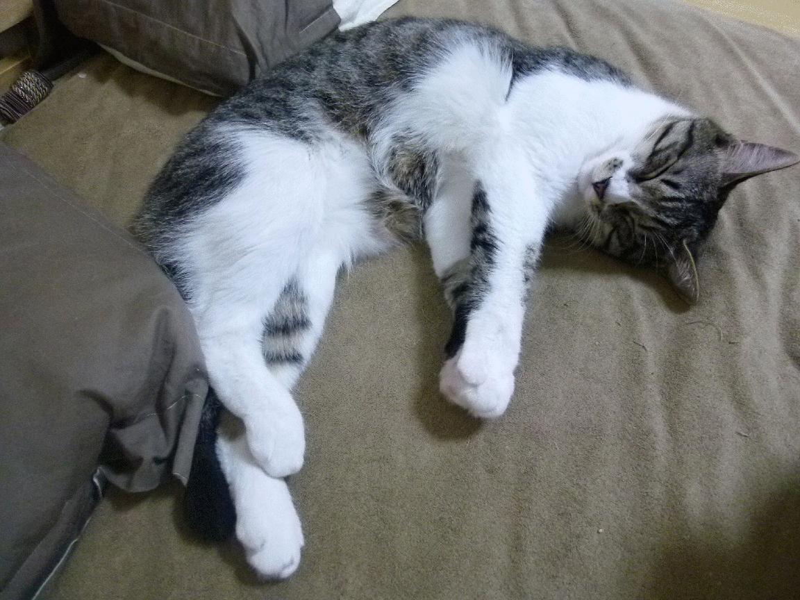 【极速比赛时代】比赛节奏由新规则重塑,运动员如何应变?,竞速比赛规则