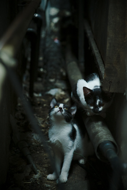 天津津门虎调整战术取得连胜,天津津门虎战况