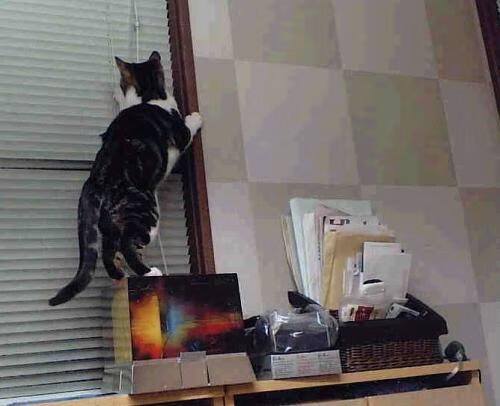 新西兰全黑队赢得2024年橄榄球世界杯冠军,新西兰 橄榄球队