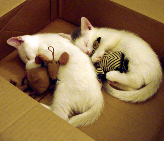 步行者完成交易三换一,引进明星控卫,步行者最新交易流言