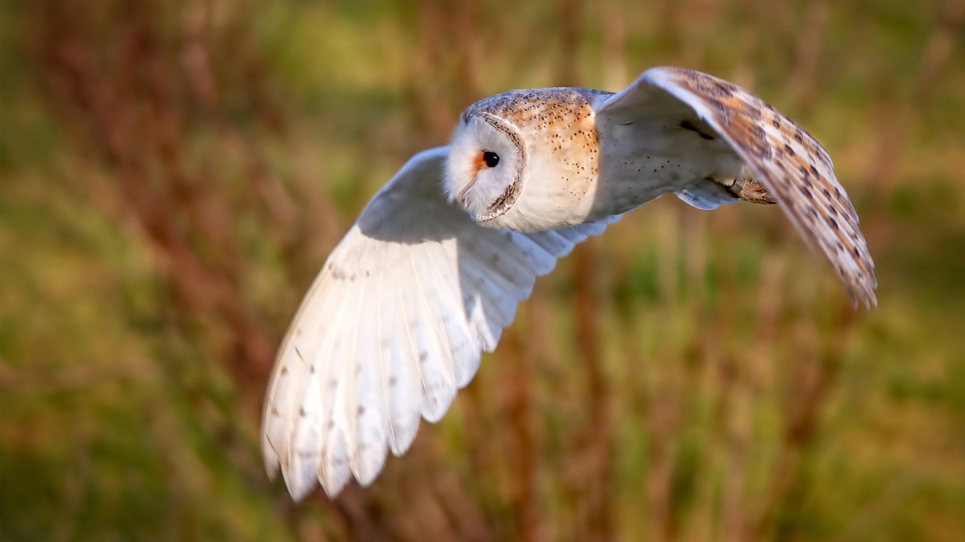 西甲亮点不断，精彩门球和精彩扑救交织上演，西门足球