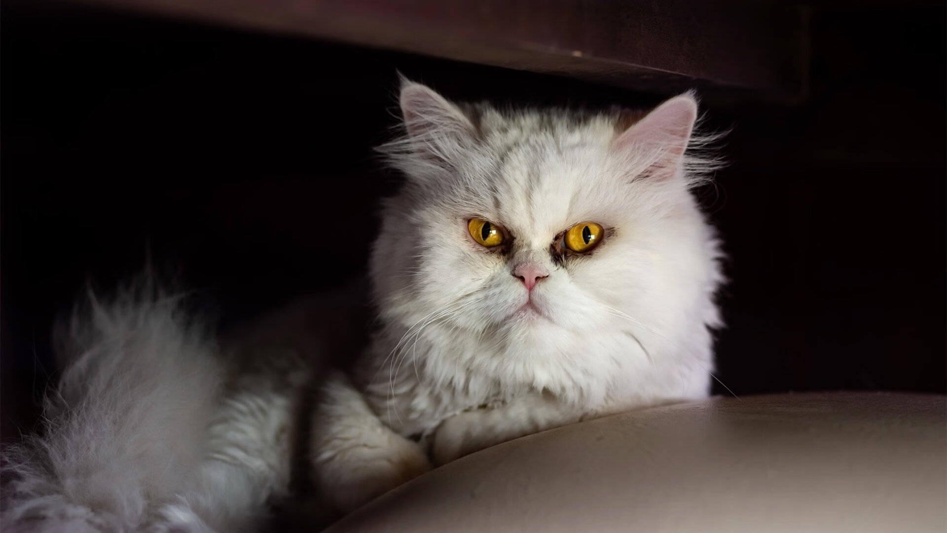 乐鱼电竞在线平台-雷霆队合作新战术，连续多场拿下胜利，雷霆队2020