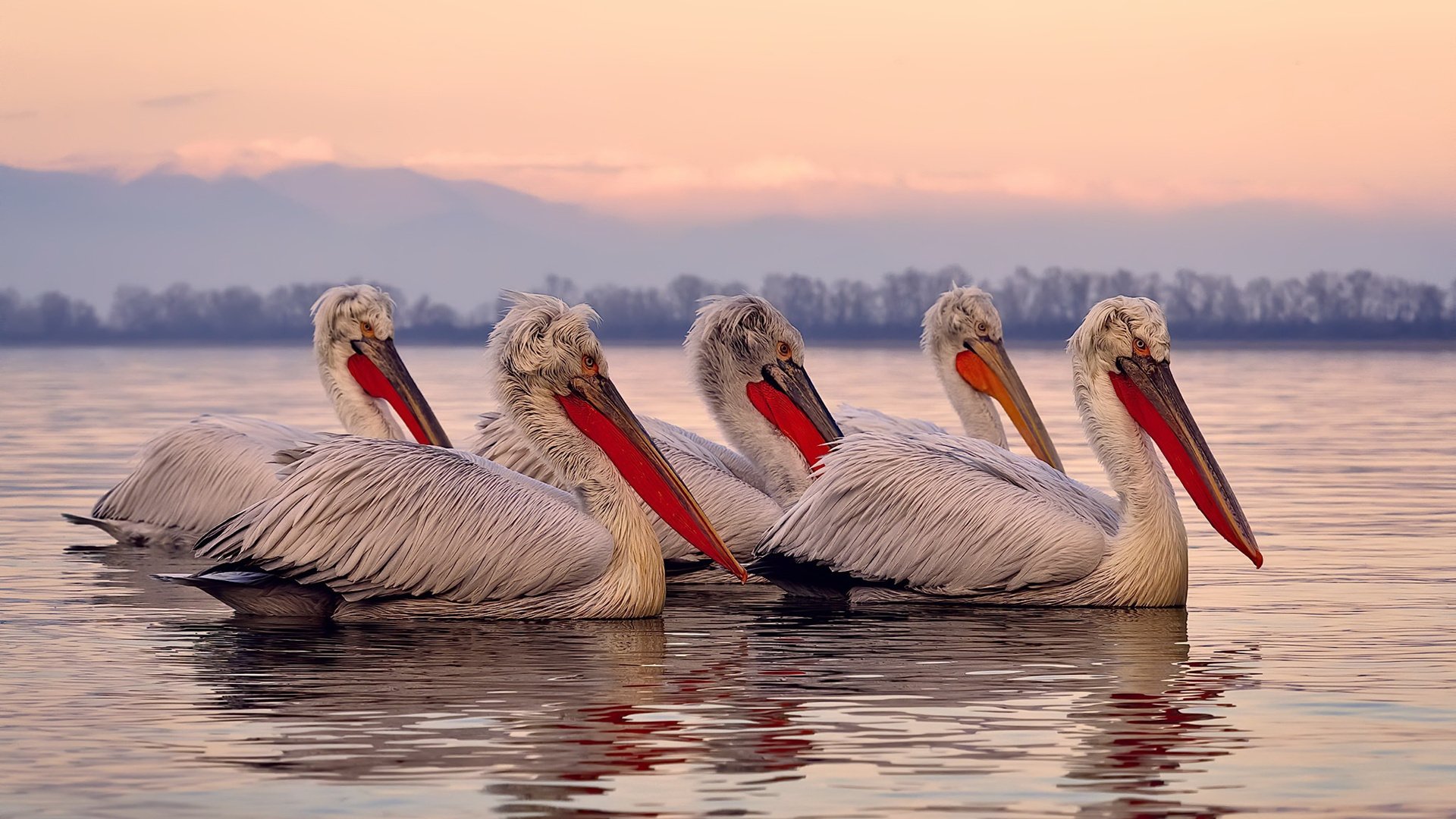 乌迪内斯主场胜利，继续保持不败战绩，乌迪内斯主帅