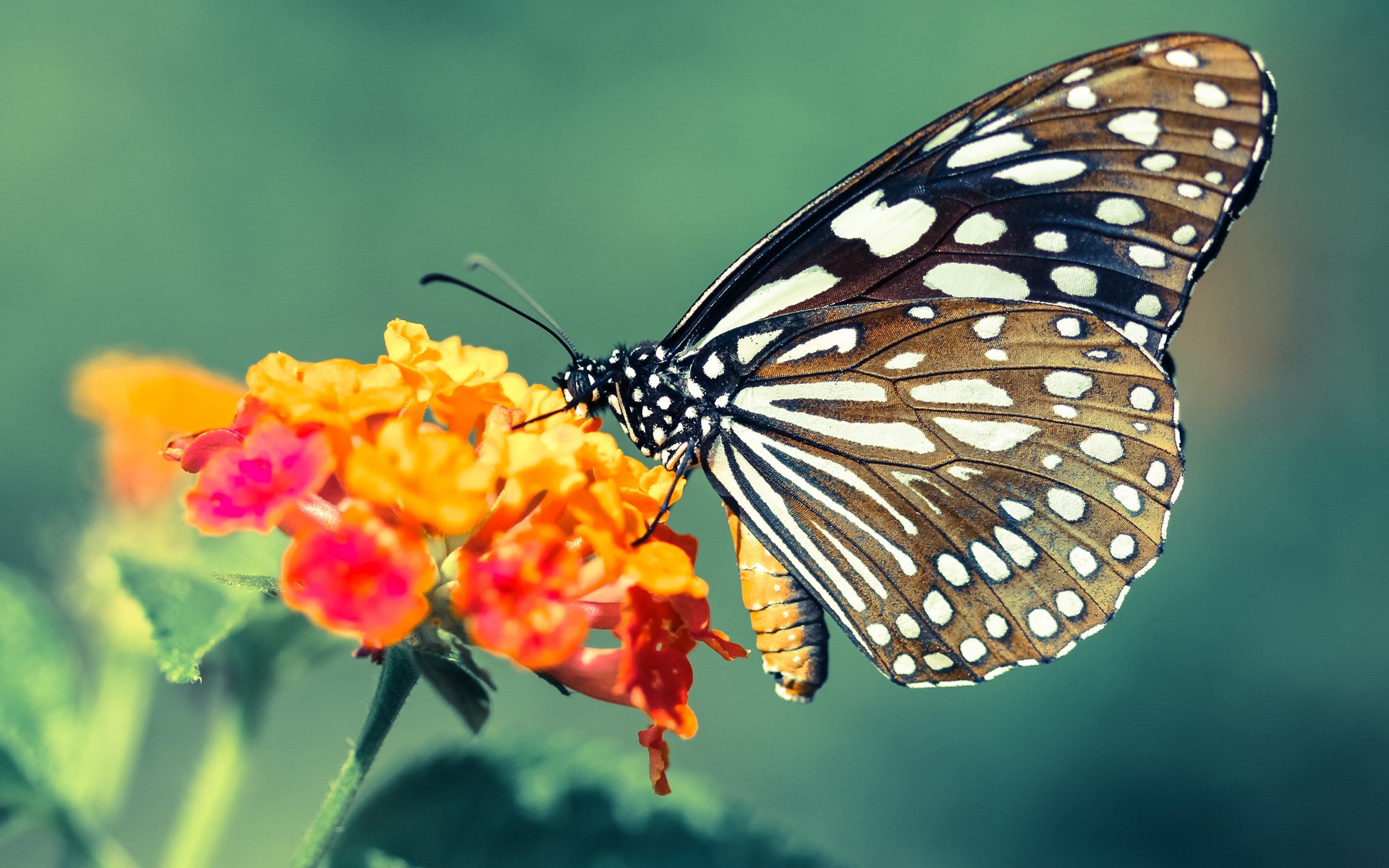 乐鱼电竞在线平台-瑞典战队 Dignitas 在 CCT 赛事中表现突出，瑞典队战绩