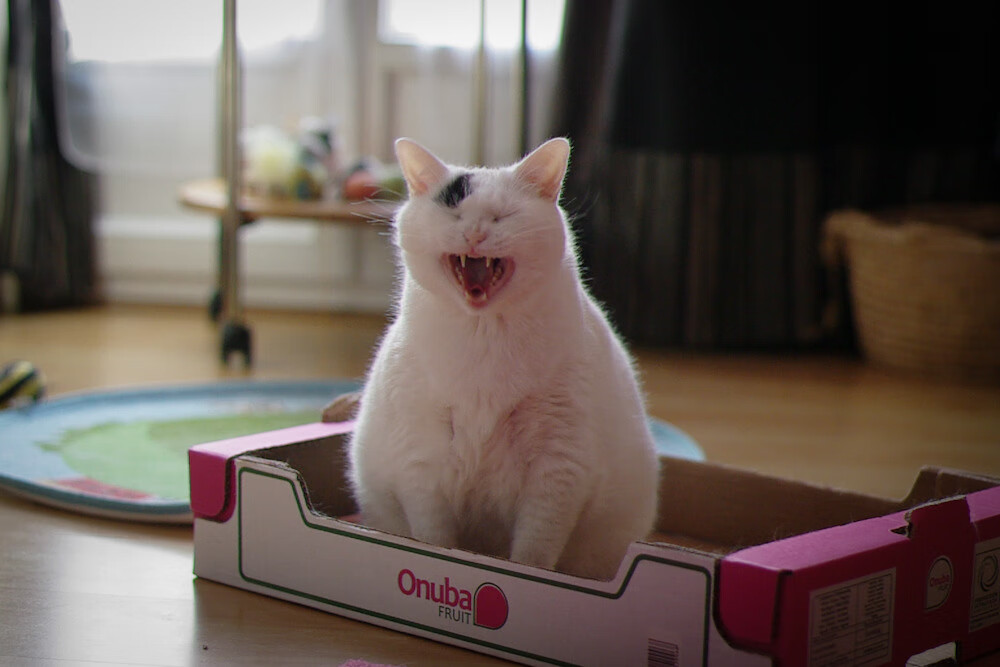 乐鱼体育(中国)官方网站-萨索洛后卫遭受伤病困扰，球队防线岌岌可危，萨索洛怎么这么强