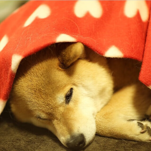 乐鱼体育平台app下载-选手个人荣誉榜刷新，荣誉榜对应什么榜