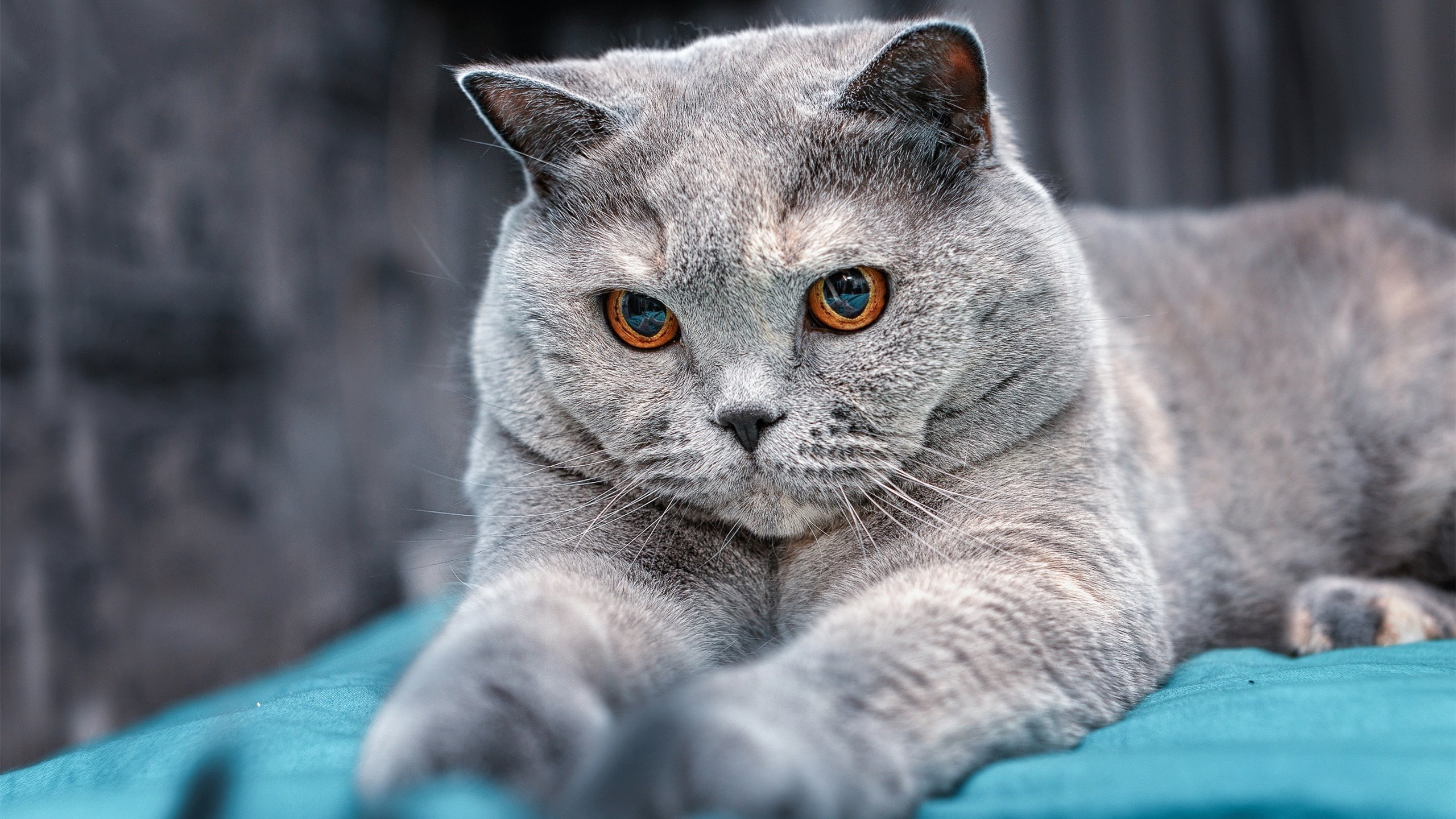 中国足球比赛比赛节奏,中国足球比赛规则介绍