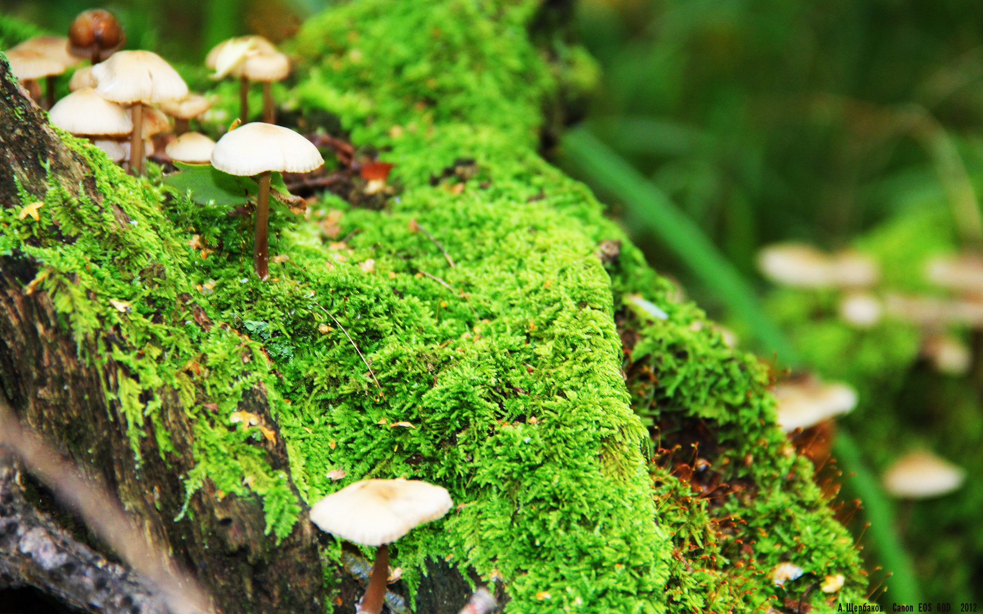 高校运动训练效果科学评估,普通高等学校运动训练评分标准