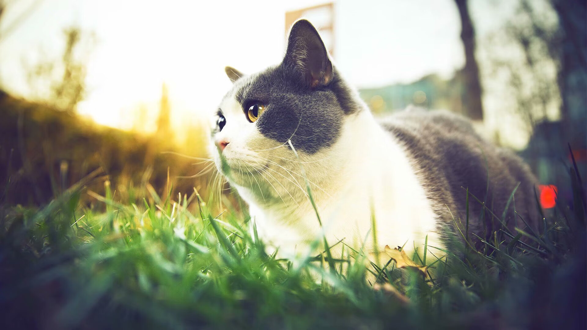 基:全黑队防守端的“专职拦截员”,他总能在最需要的时刻做出关键动作