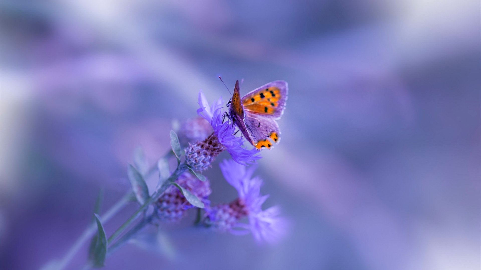 欧洲杯变阵奇招:战术创新激发无限可能!,欧洲杯推演