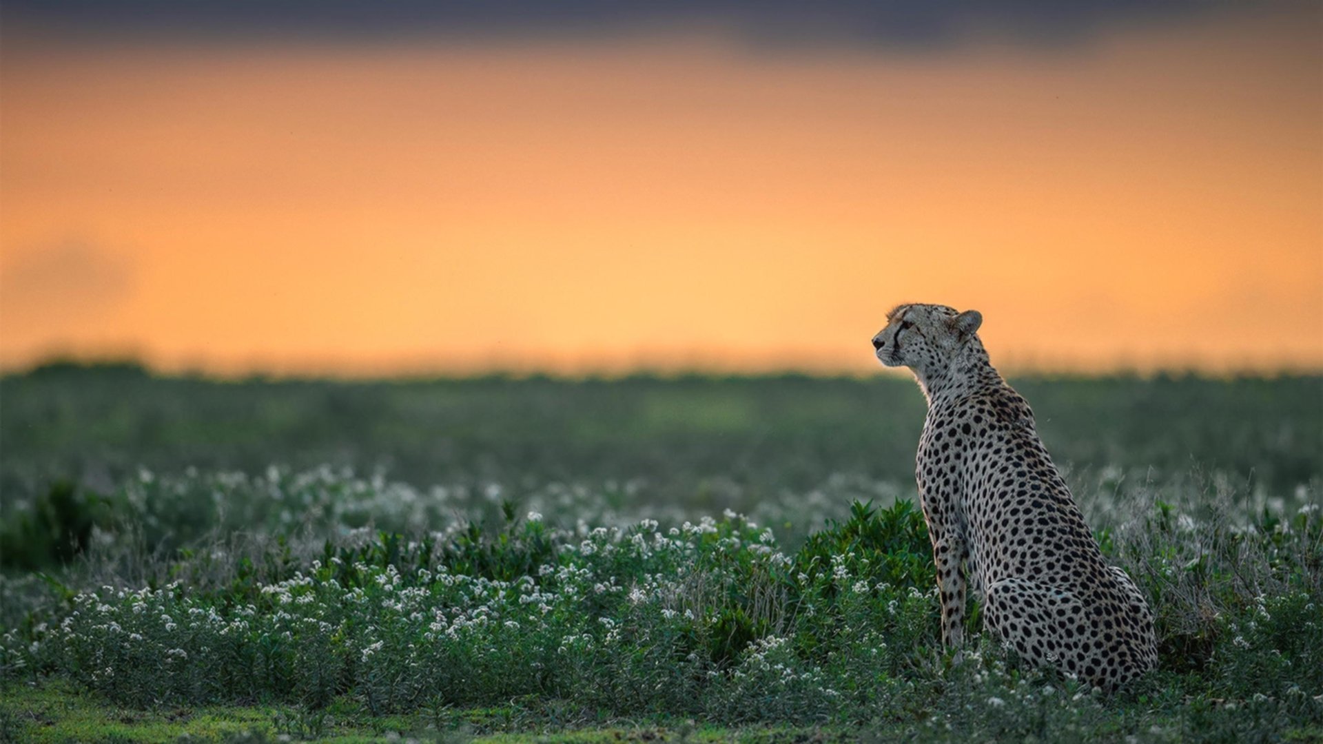 米兰双雄迎战强敌，争夺意甲及欧洲荣誉