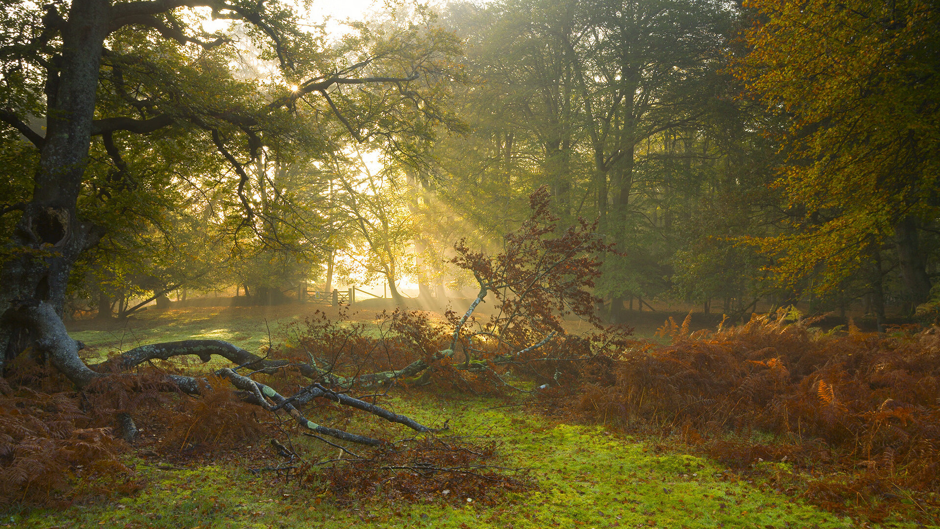 乐鱼官网-谷爱凌学习成绩优异成榜样代表，谷爱凌家庭情况